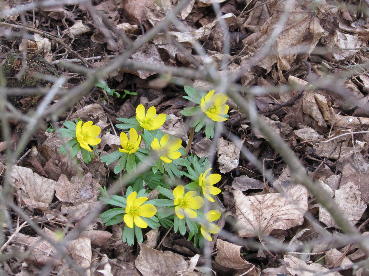 Die ersten Frühlingsboten