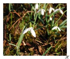 Die ersten Frühlingsboten....