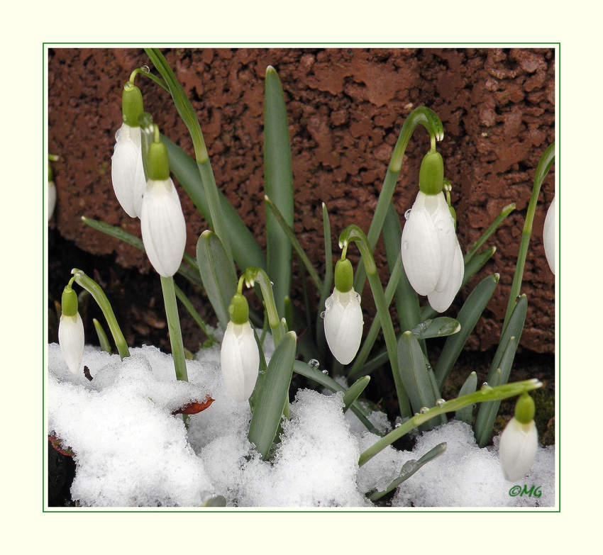 Die ersten Frühlingsboten...