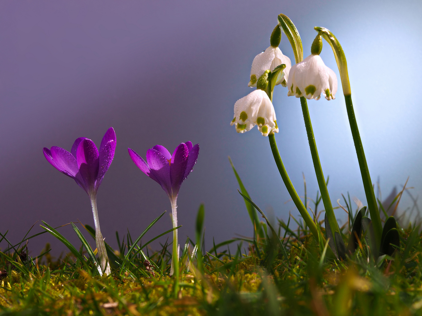 Die ersten Frühlingsboten