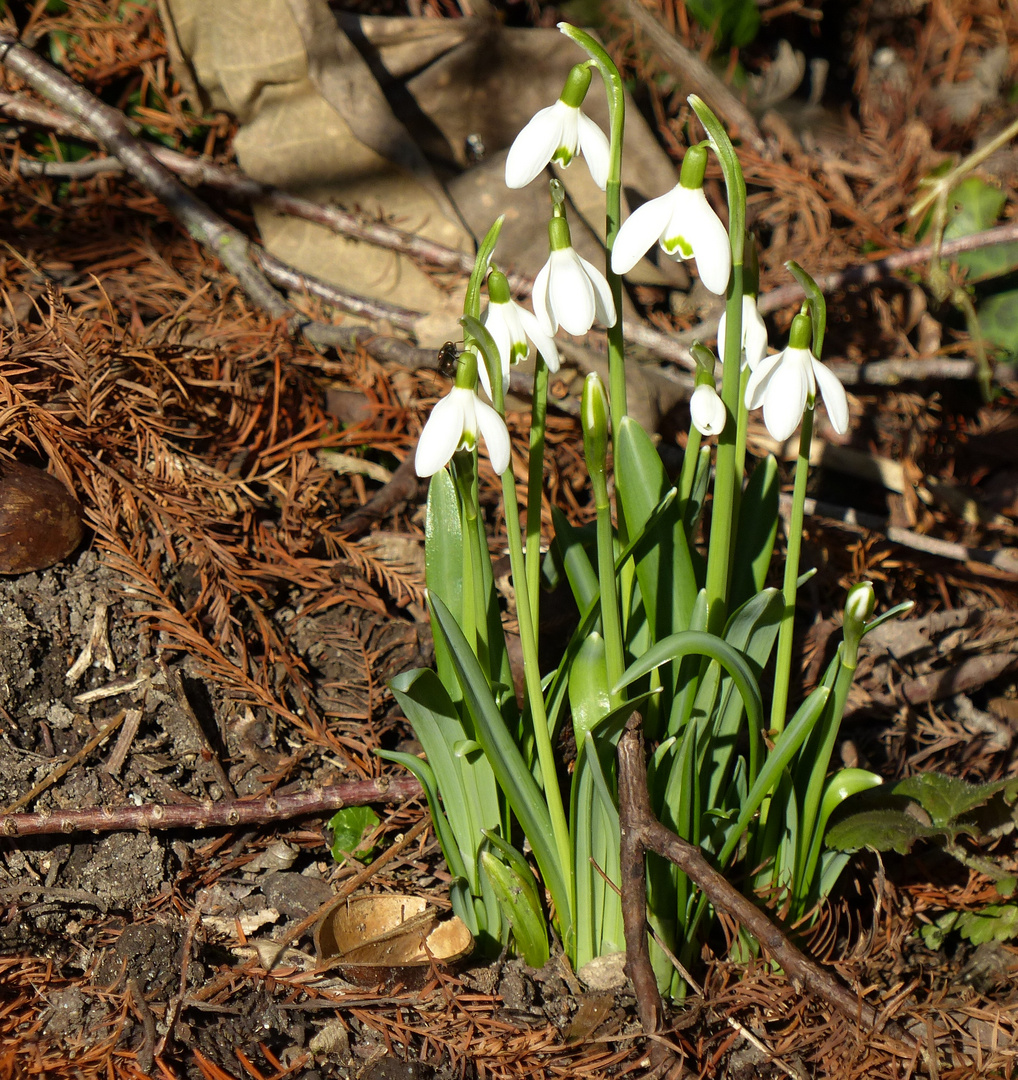 die ersten Frühlingsboten