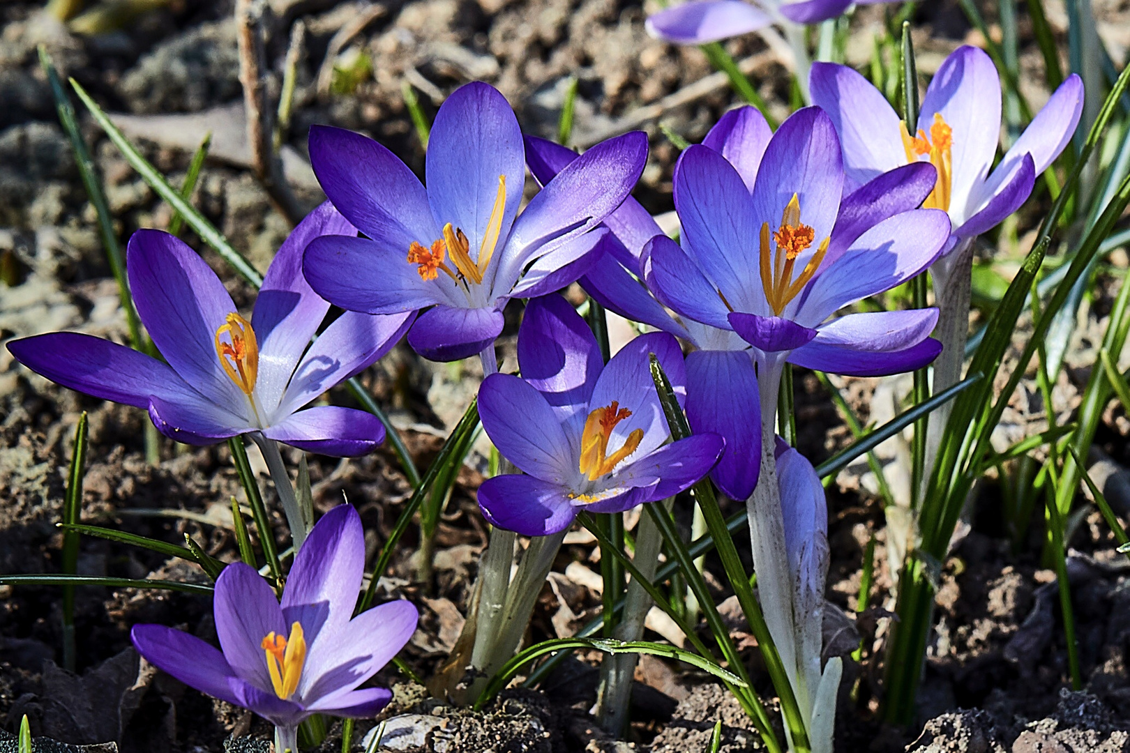 Die ersten Frühlingsboten