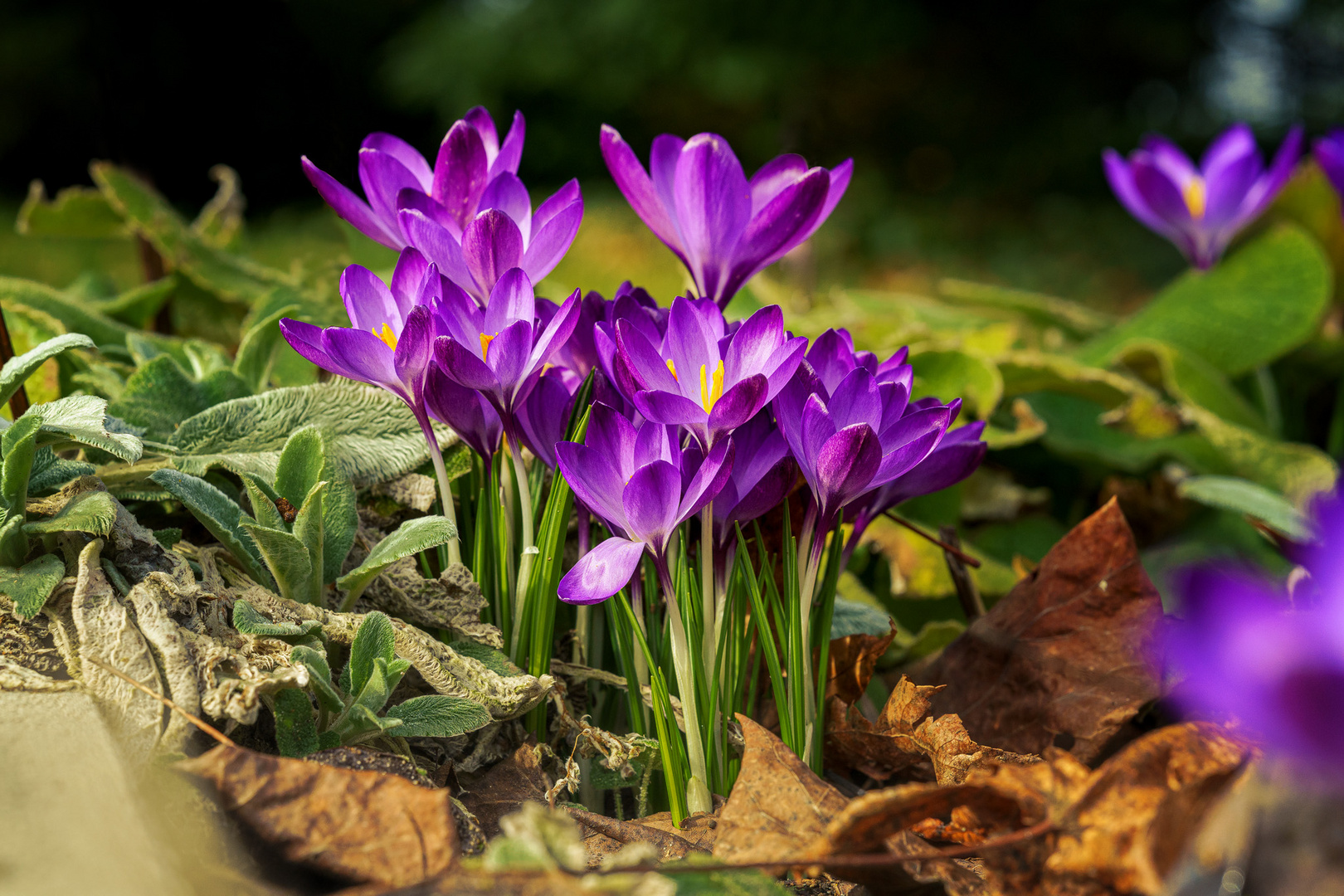 Die ersten Frühlingsboten