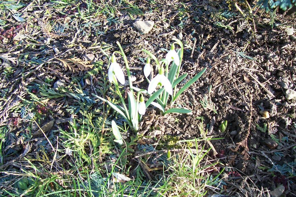 Die ersten Frühlingsboten