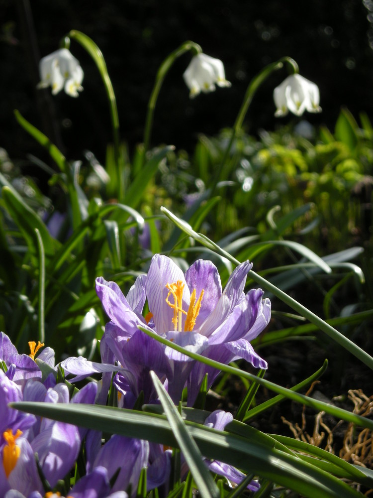 Die ersten Frühlingsboten im Garten