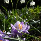 Die ersten Frühlingsboten im Garten