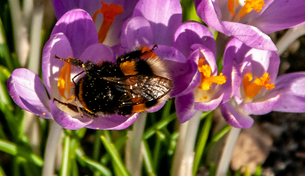 Die ersten Frühlingsboten im Garten.