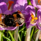 Die ersten Frühlingsboten im Garten.