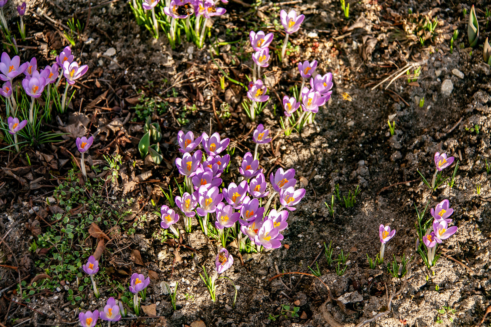 Die ersten Frühlingsboten im Garten.