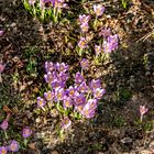 Die ersten Frühlingsboten im Garten.