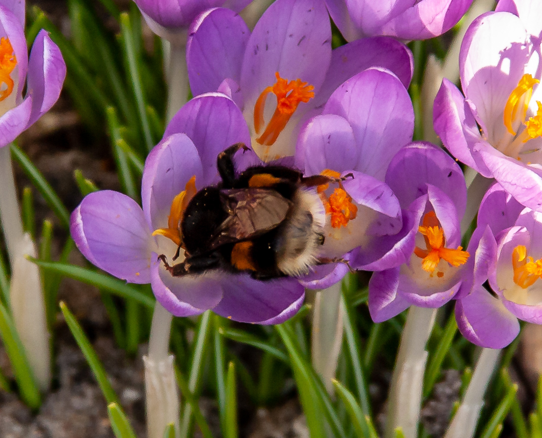 Die ersten Frühlingsboten im Garten.