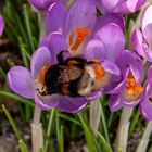 Die ersten Frühlingsboten im Garten.