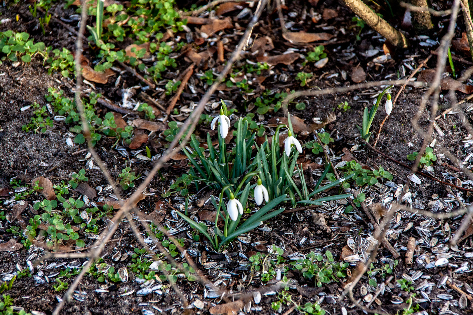 Die ersten Frühlingsboten im Garten.