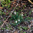 Die ersten Frühlingsboten im Garten.