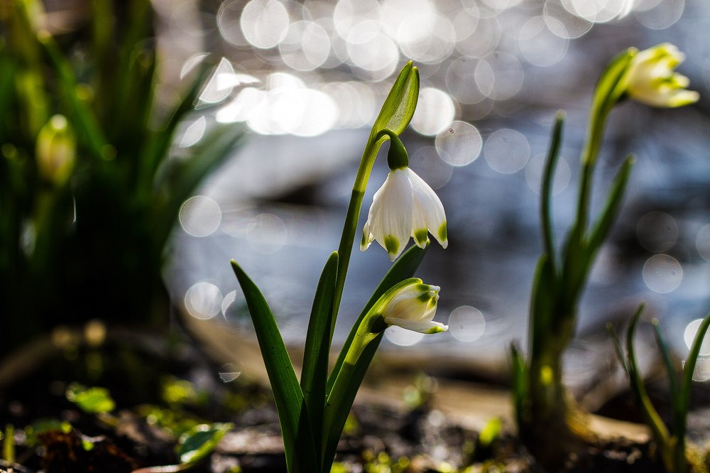 die ersten Frühlingsboten im Moor