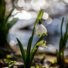 die ersten Frühlingsboten im Moor