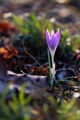 Die ersten Frühlingsboten im Sonnenlicht bei uns auf dem Lindener Berg.