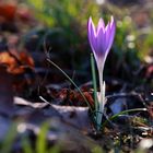 Die ersten Frühlingsboten im Sonnenlicht bei uns auf dem Lindener Berg.