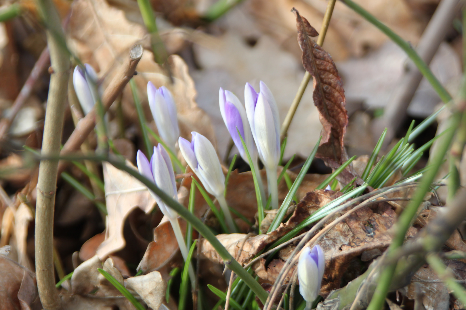 Die ersten Frühlingsboten in Magdeburg