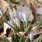 Die ersten Frühlingsboten in Magdeburg