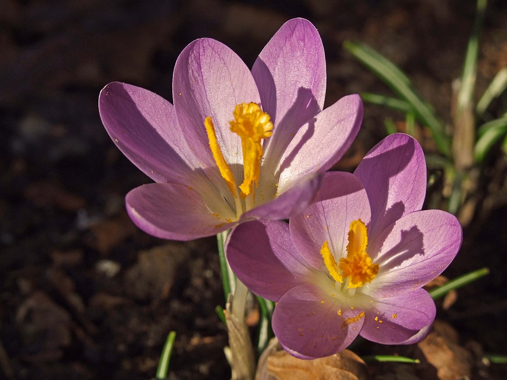 Die ersten Frühlingsboten in unserem Garten 3