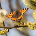 Die ersten Frühlingsboten (Schmetterling - Kleiner Fuchs)