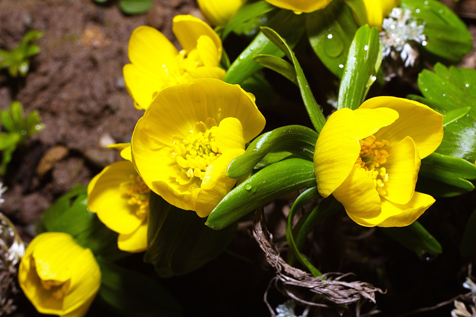 Die ersten Frühlingsboten sind da!