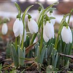 die ersten Frühlingsboten sind da