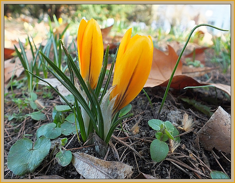 die ersten Frühlingsboten sind da nun sollte es doch langsam mal los gehen!!!