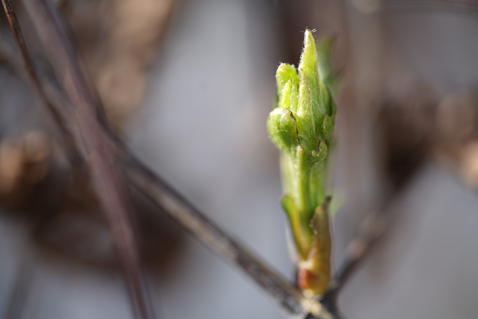 Die ersten Frühlingsboten spriessen