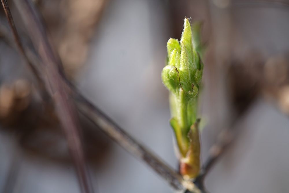 Die ersten Frühlingsboten spriessen