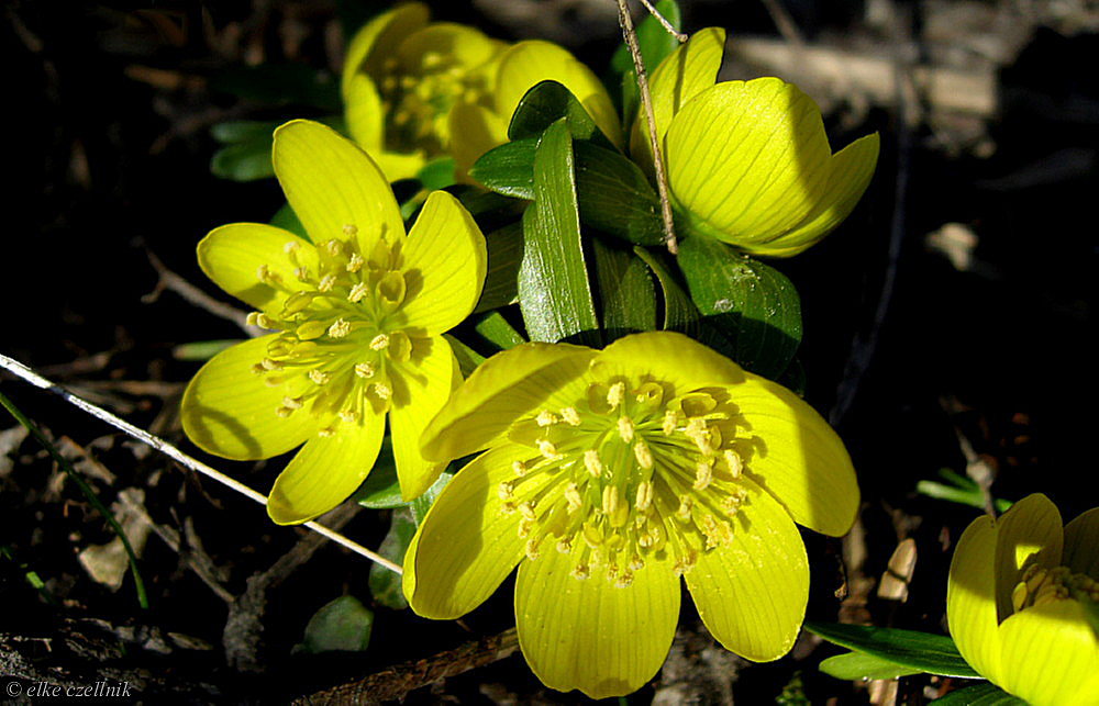 die ersten Frühlingsboten - Winterlinge