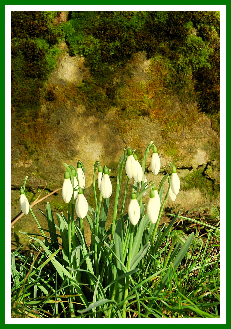 Die ersten Frühlngsboten...............................