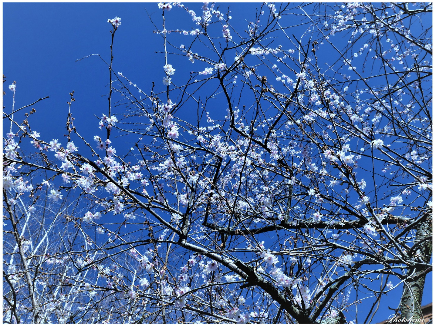 Die ersten (für mich) Kirschblüten in diesem Jahr!