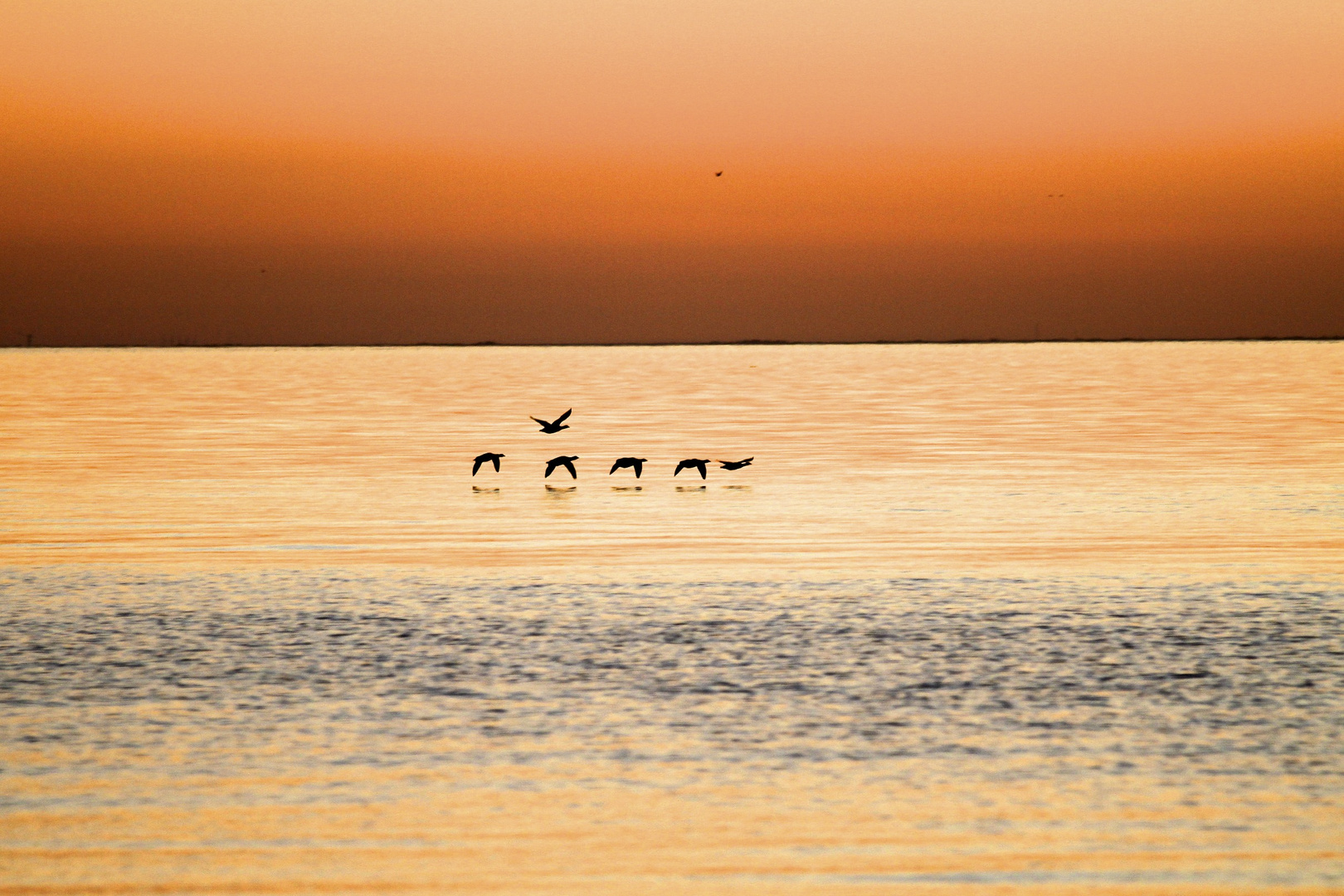 Die ersten Gänse fiegen auf!