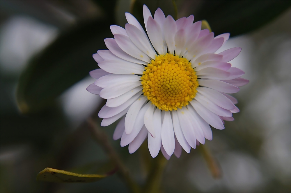 Die ersten Gänseblümchen