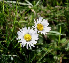 Die ersten Gänseblümchen