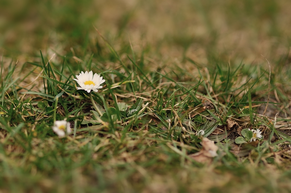 Die ersten Gänseblümchen