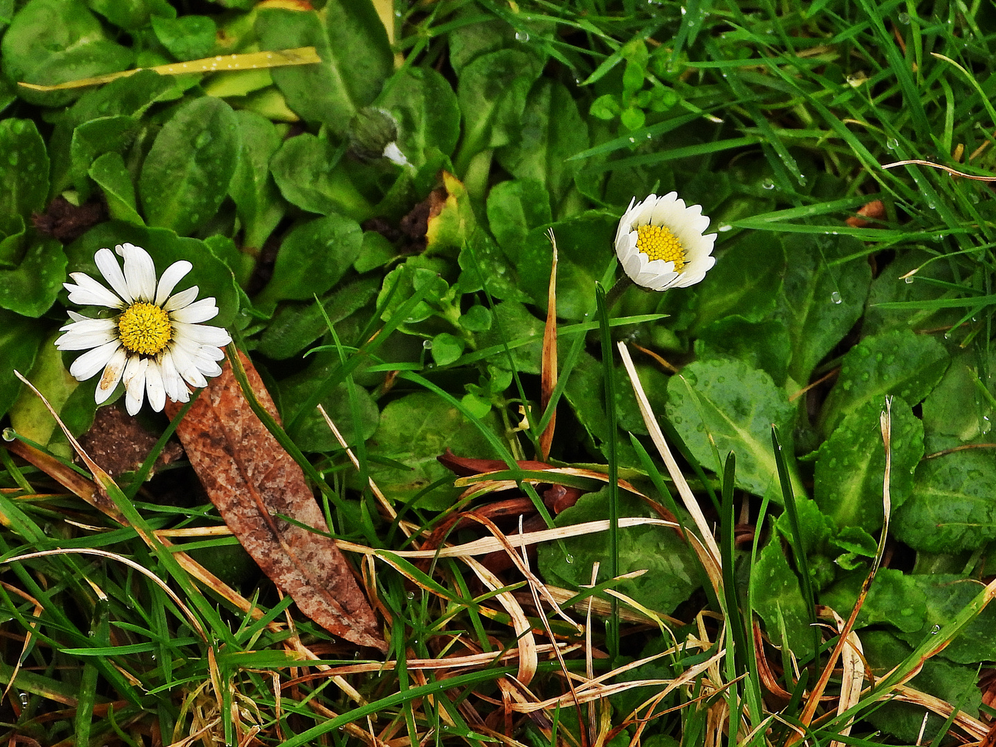 Die ersten Gänseblümchen...