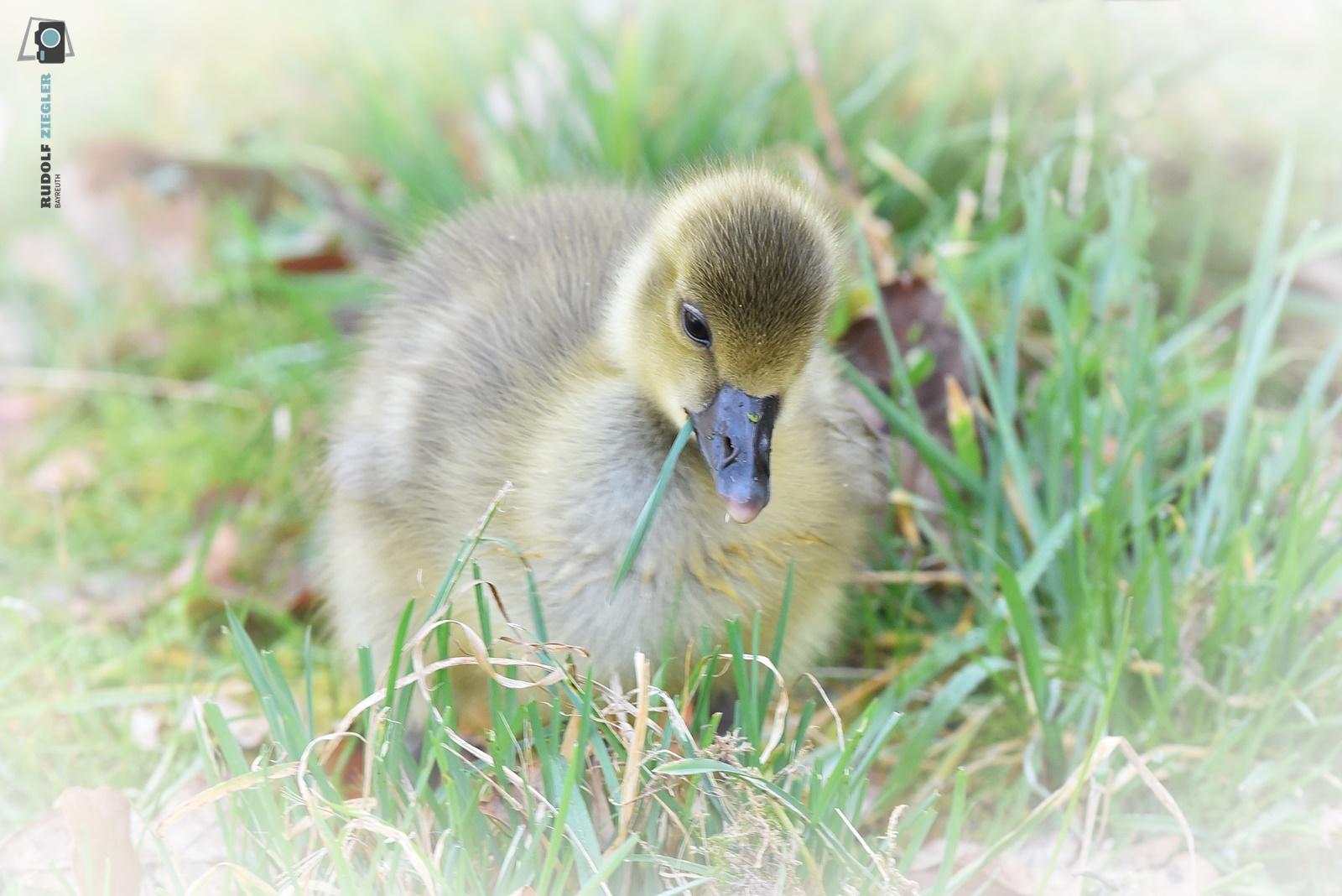 Die ersten Gänseküken