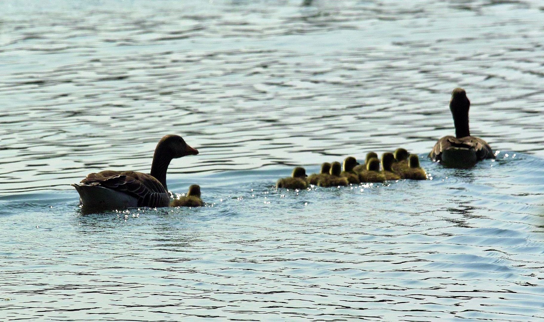 Die ersten Gänseküken dieses Jahr am Freizeitsee in Northeim.