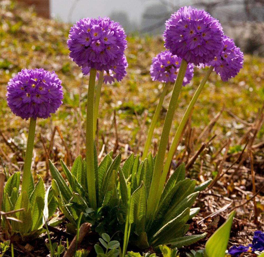 Die ersten Gartenblümchen......