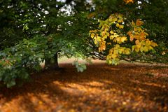 Die ersten gelben Blätter ....