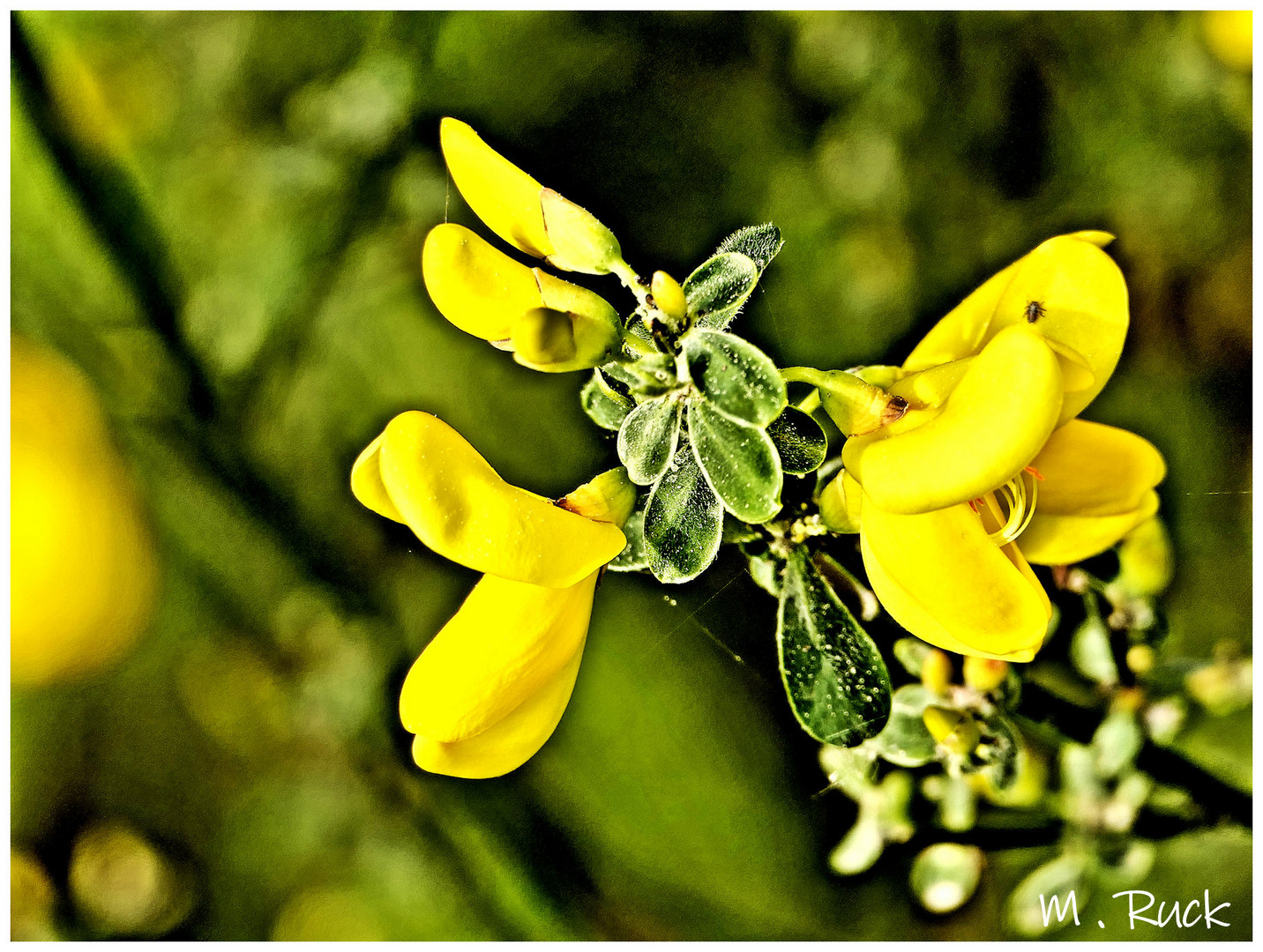 Die ersten Ginsterblüten zeigen sich !