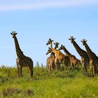 Die ersten Giraffen