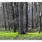 Die ersten grünen Flecken im Wald