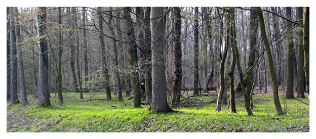 Die ersten grünen Flecken im Wald von M. Heinrich