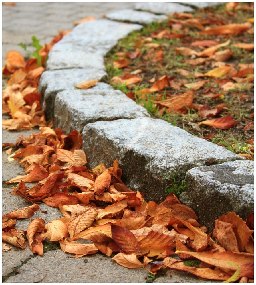 Die ersten Herbstblätter ...