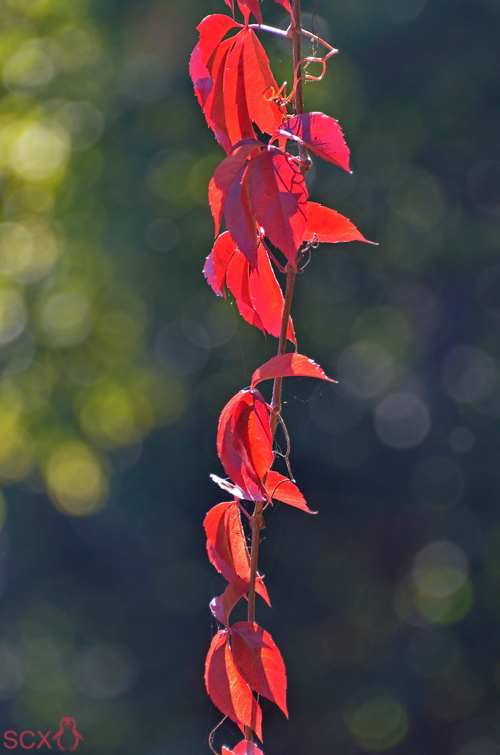 Die ersten Herbstboten