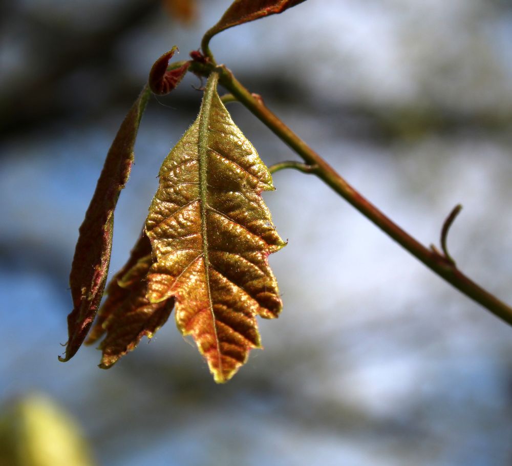 die ersten Herbstboten